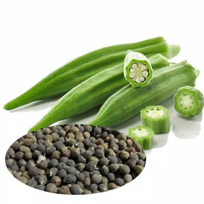 Jual BENIH / BIBIT BIJI OKRA HIJAU ( ISI 20 BUTIR) | Shopee Indonesia