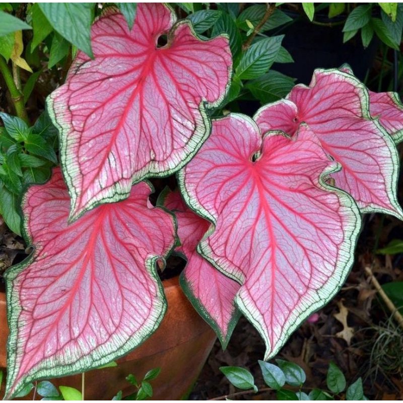 Jual tanaman caladium Florida sweetheart besar | Shopee Indonesia