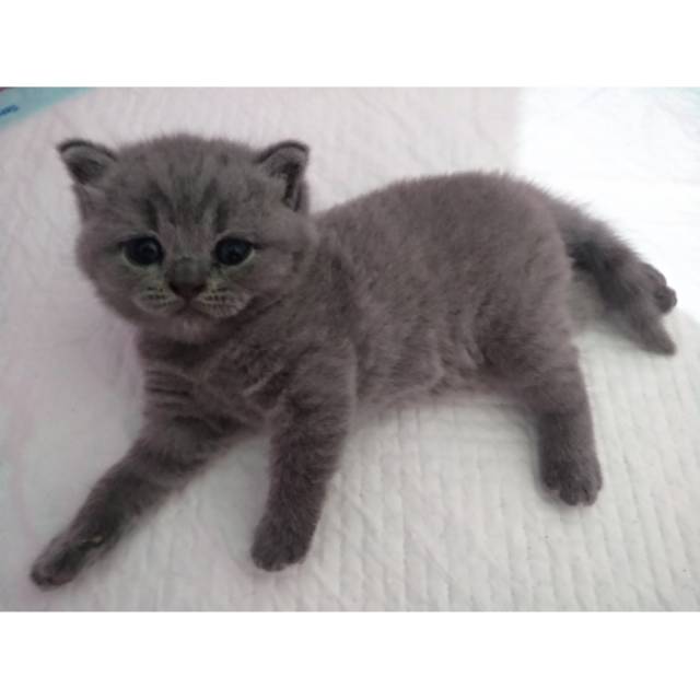 British shorthair sale kitten harga