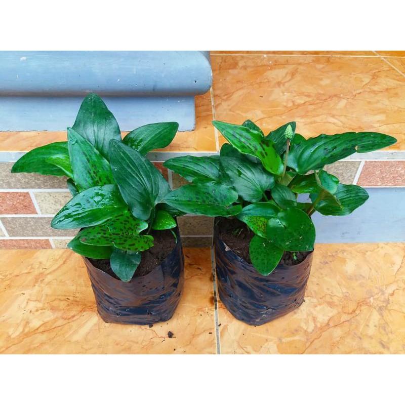 Erotik xayrli tong hazillar