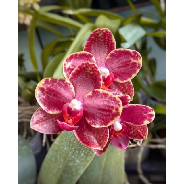 Jual Phalaenopsis Malang Jaya Anggrek Bulan Dewasa Remaja Kompot Shopee Indonesia