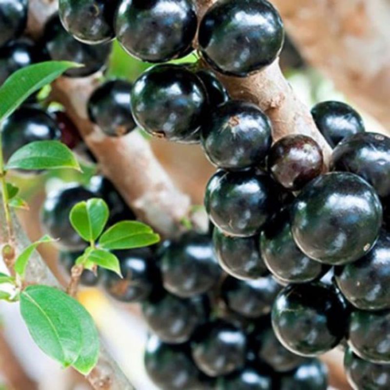 Bibit anggur pohon unggulan cepat buah