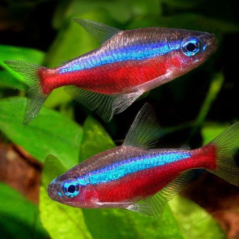 Jual 50 Pcs Neon Cardinal / Ukuran SM | Shopee Indonesia