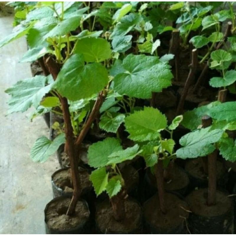 Jual tanaman hias rambat anggur hijau | Shopee Indonesia
