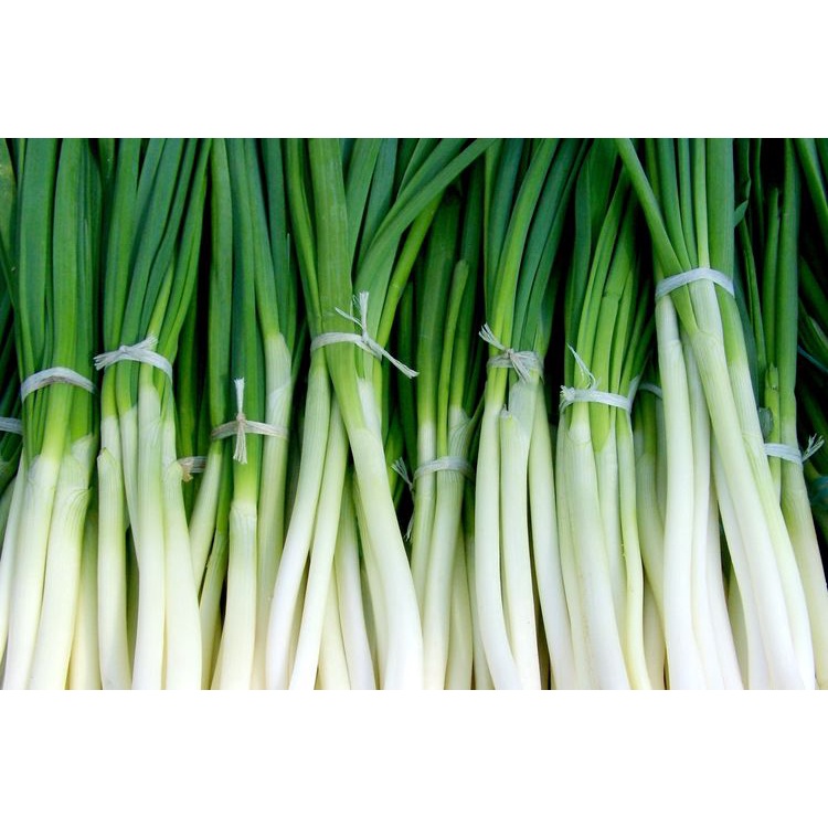 Jual DAUN PREI / BAWANG PREI 250gram | Shopee Indonesia