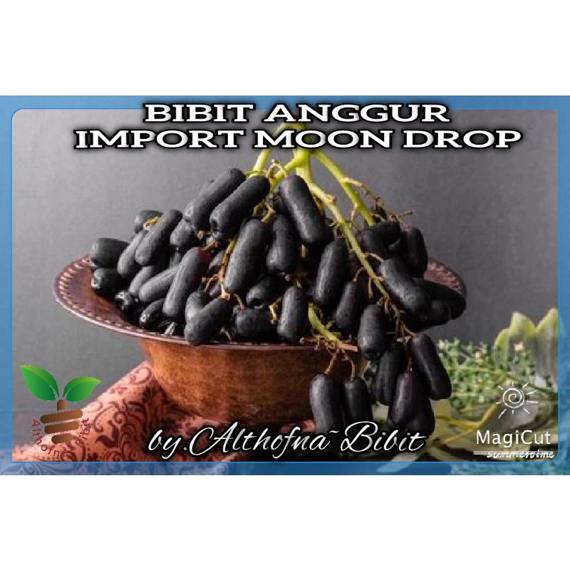 Jual Bibit Buah Anggur Import Moon Drop100 Asli Moondrop Shopee Indonesia 