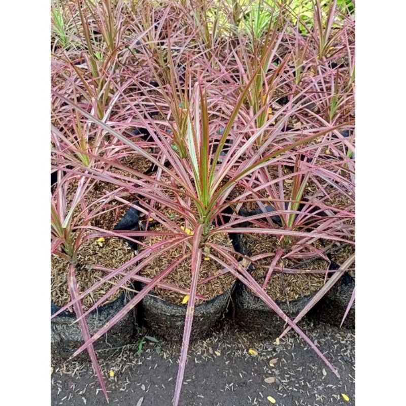 Jual Tanaman hias dracaena / tricolor / Dracaena Marginata | Shopee ...