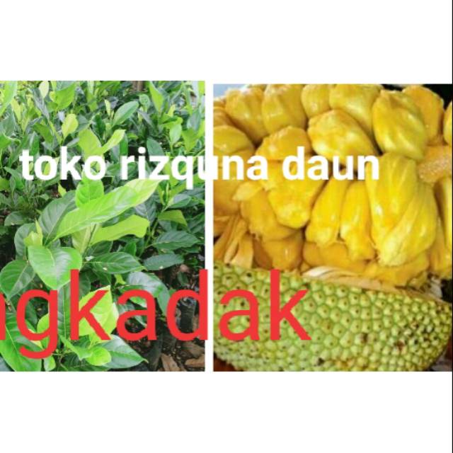 Jual Bibit Nangkadak(nangka+cimpedak) | Shopee Indonesia