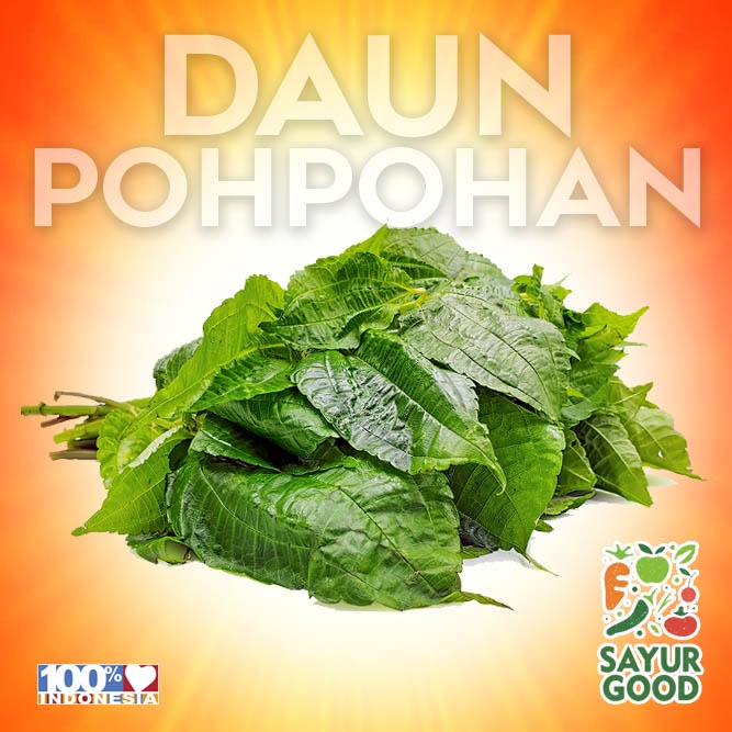 Jual Daun Pohpohan Pohpohan Lalap Daun Pohpohan Segar Ikat