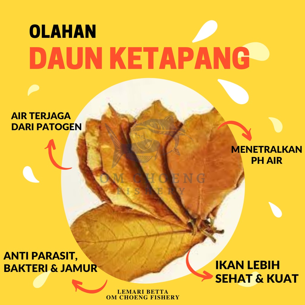 Jual DAUN KETAPANG OLAHAN SUPER 100 GR | Shopee Indonesia