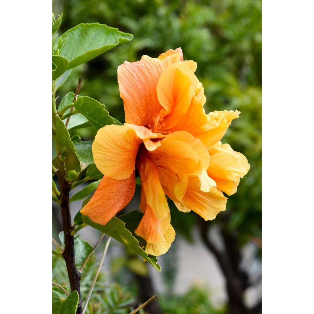 Jual tanaman hias hibiscus orange tumpuk / bunga sepatu orange tumpuk ...
