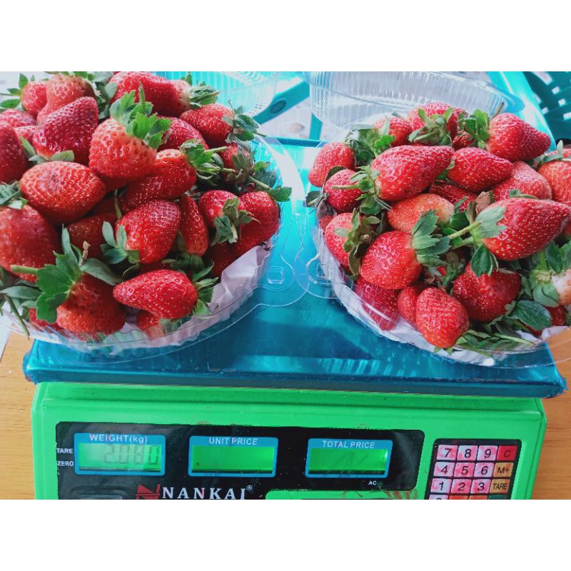 Jual STRAWBERRY KILOAN BUAH STRAWBERRY SEGAR GRADE A FRESH FULL BESAR ...