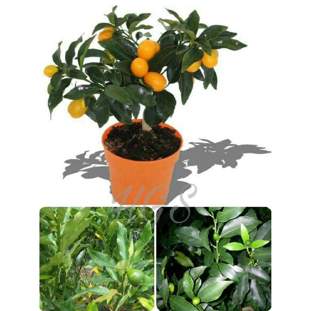 Jual Bibit Tanaman Tanaman Buah Jeruk Nagami Kumquat Kondisi Berbuah