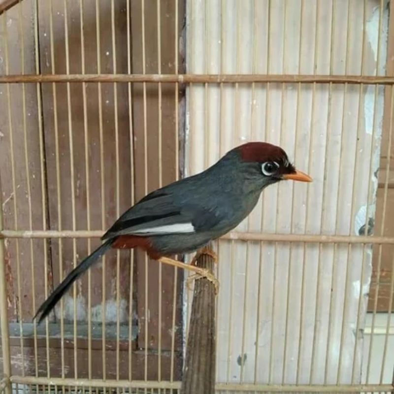 Jual Poksay Mandarin Voer Total Full Set Shopee Indonesia