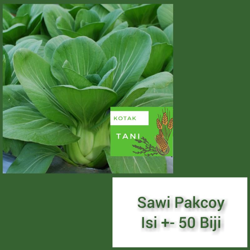 Jual 50 Benih Sawi Pakcoy Sayur Hidroponik Bibit Unggul Berkualitas