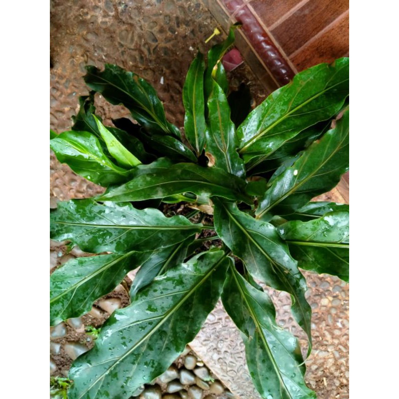 Jual Anthurium Gelombang Cinta Shopee Indonesia 6466