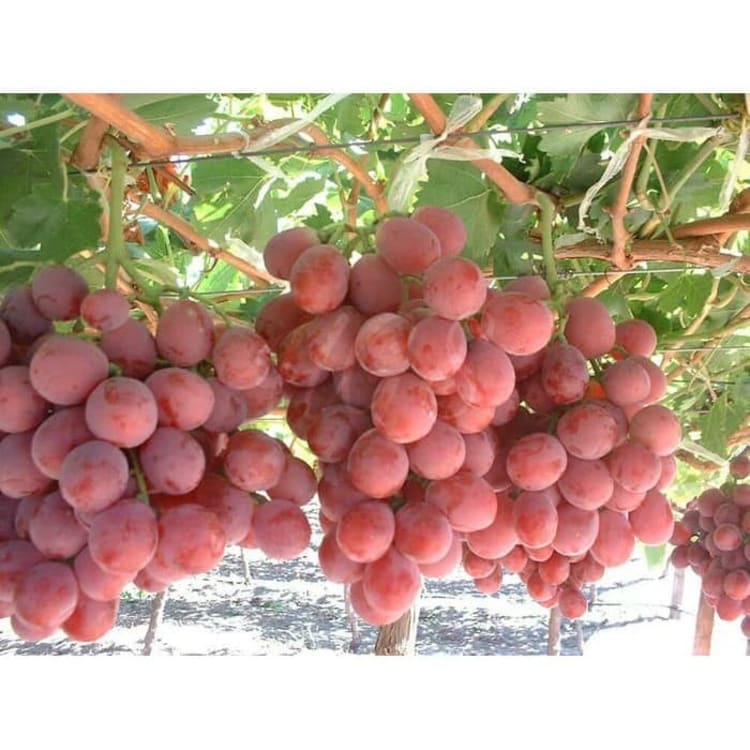 Bibit Tanaman Buah Anggur Red Globe20 -30cm