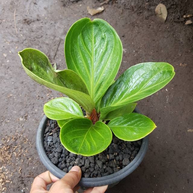 Jual Tanaman Hias Anthurium Mangkok Anthurium Mangkok Shopee Indonesia