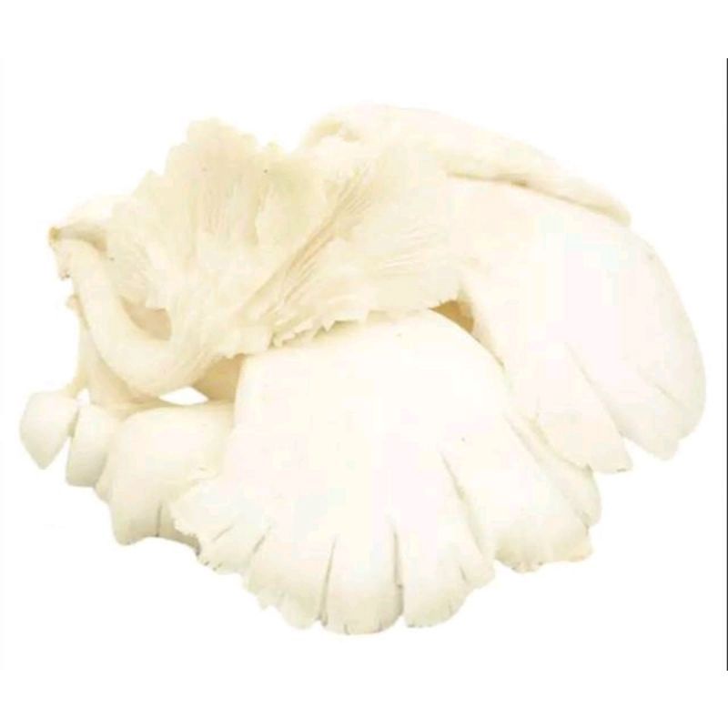 Jual [sayur Segar Semarang] jamur tiram segar Shopee Indonesia