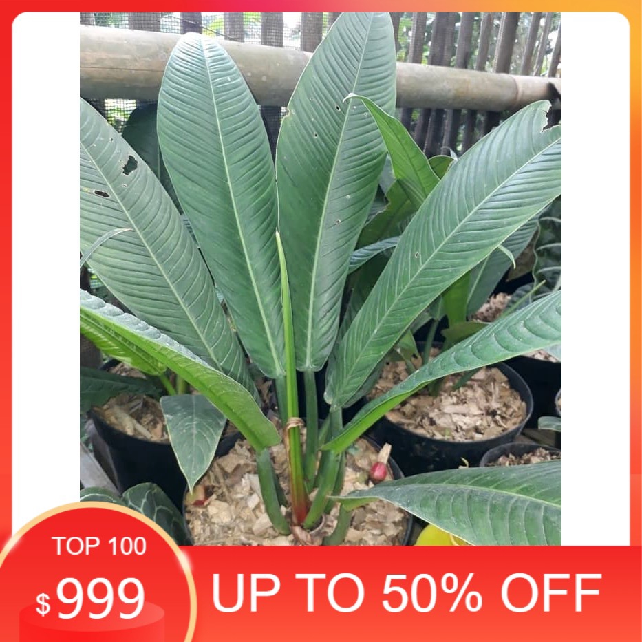 Jual Anthurium Rinet Tanaman Hias Anturium | Shopee Indonesia