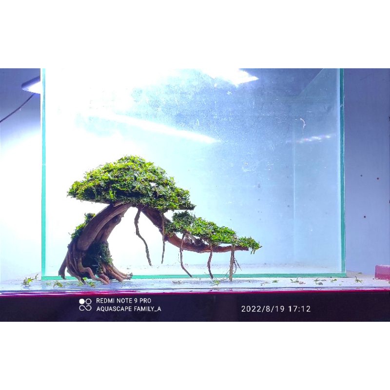 Jual bonsai aquascape beringin miring ukuran p25. cm siap pakai