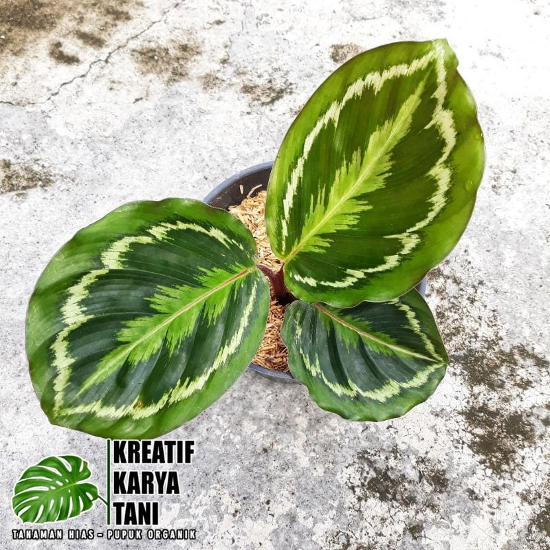 Jual Tanaman Hias Calathea Medalion Calathea Medalion Original