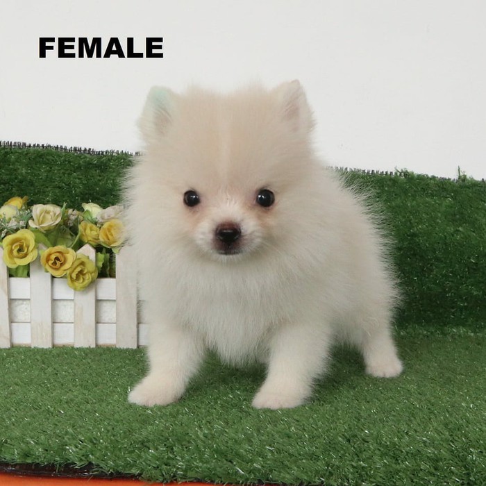 Jual pomeranian hot sale