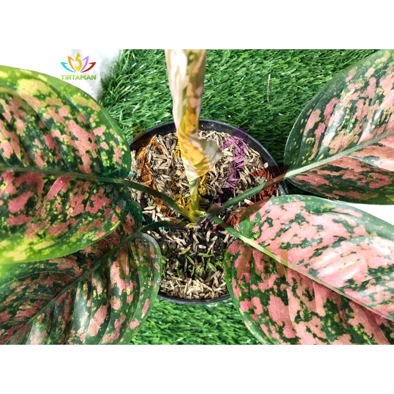 Jual Aglaonema Red Venus Remaja Aglonema Sp Shopee Indonesia