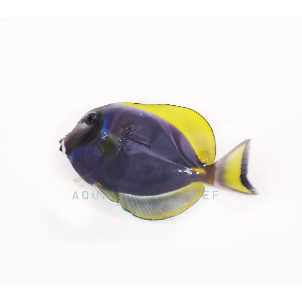 Ikan Air Laut Botana 1/2 Biru