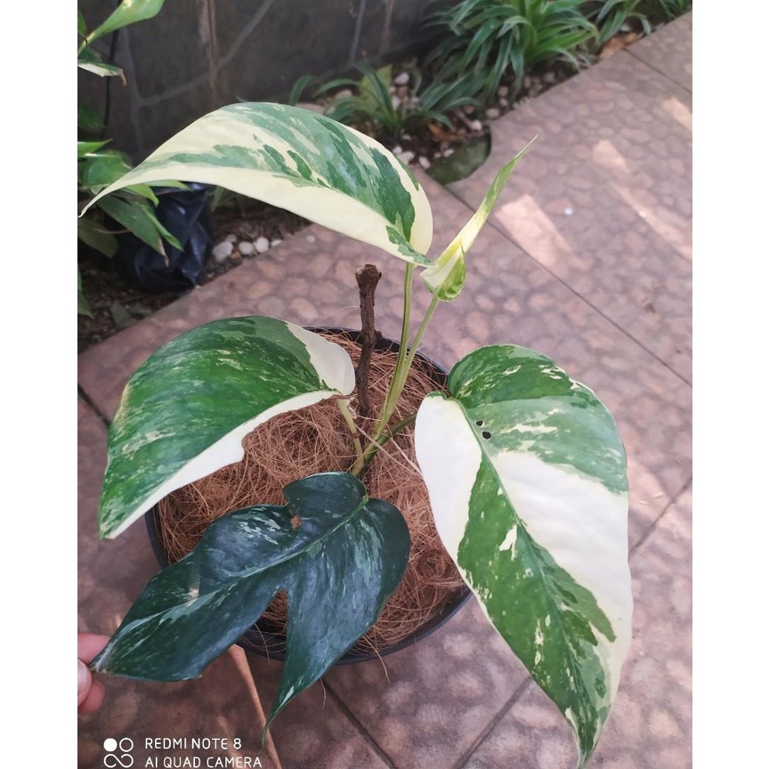 Epipremnum Pinnatum Variegata – Jardinier Indonesia