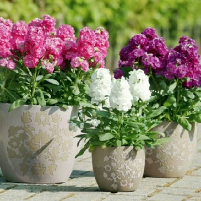Jual Benih Biji Bunga Matthiola Incana Perfume Gillyflower Night ...