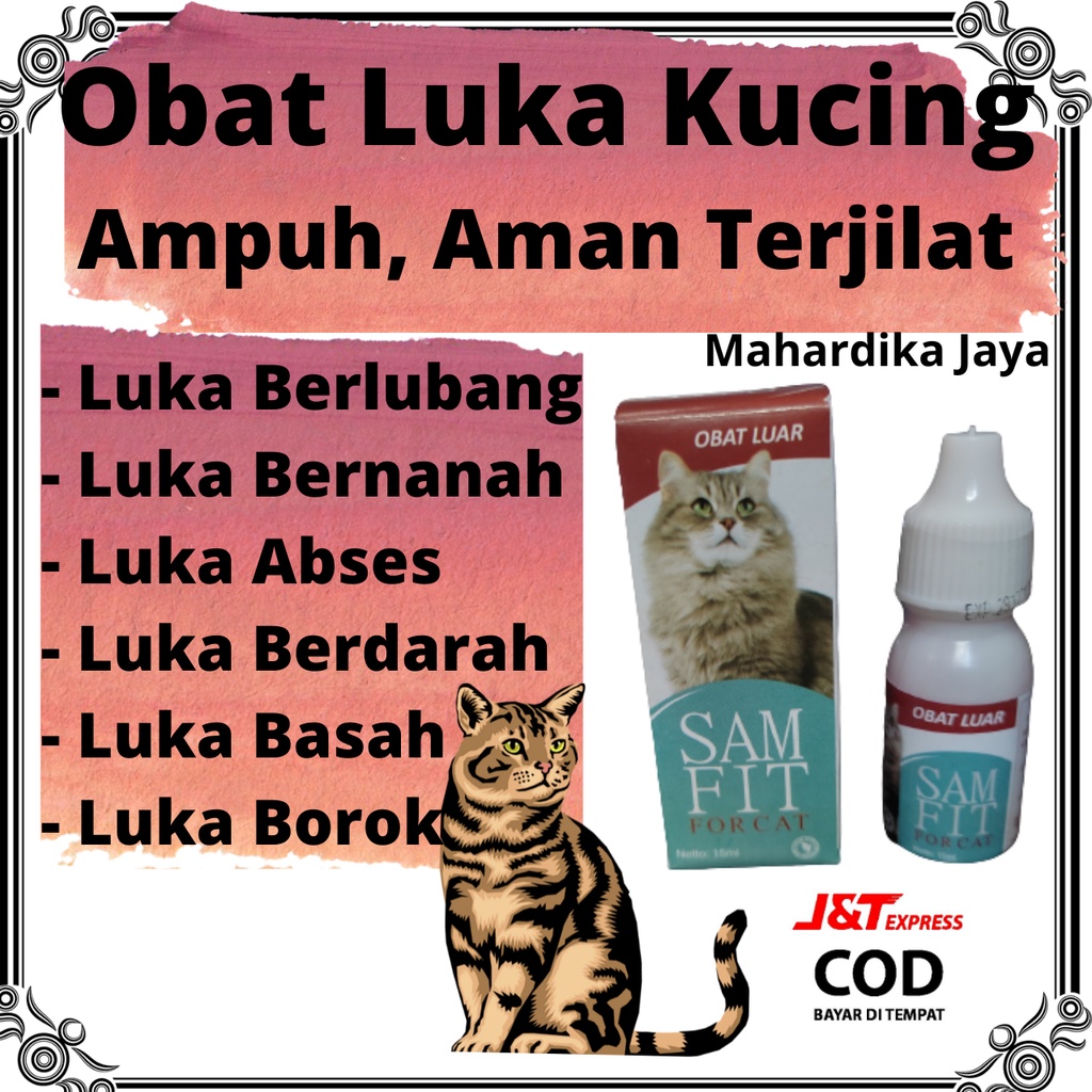 Jual Obat Luka Kucing Terbuka Basah Abses Bolong Bernanah Borok Kitten ...