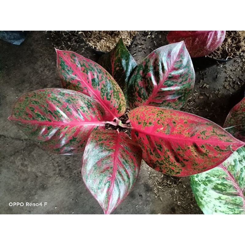 Jual Bunga Aglonema Red Stardust Beli Harga Ribu Shopee Indonesia