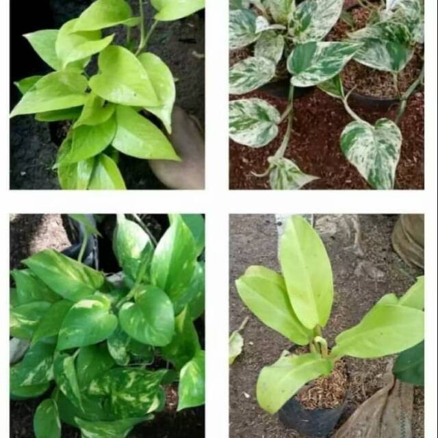 Jual paket 4 tanaman sirih gading ijo,lemon,varigata,centong tanaman ...