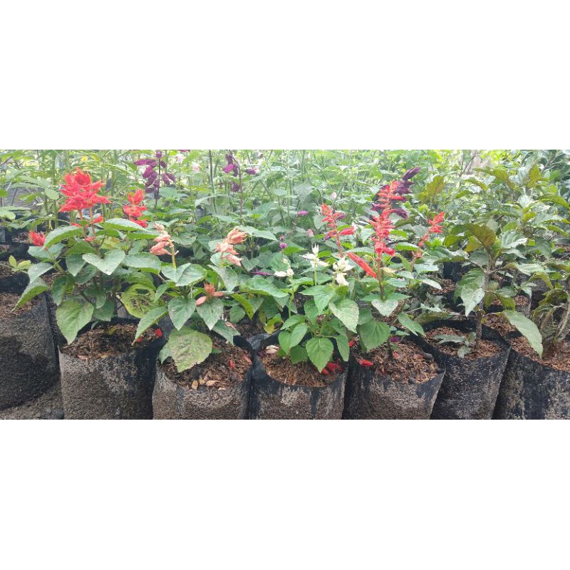 Jual bunga sofia | Shopee Indonesia