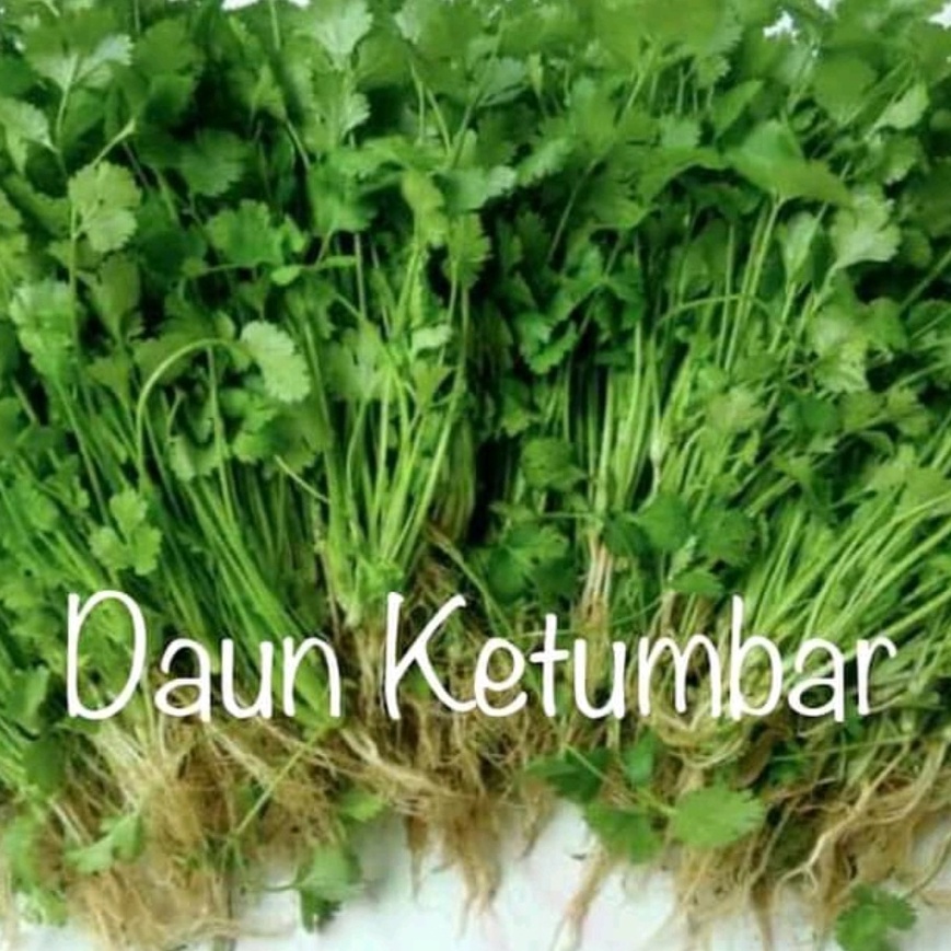 Jual 100 Gr Daun Ketumbar Cilantro Wansui Yensui Coriander Leaf Tanaman