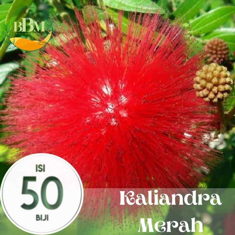 Jual Benih/ Biji Bunga Kaliandra Merah | Shopee Indonesia