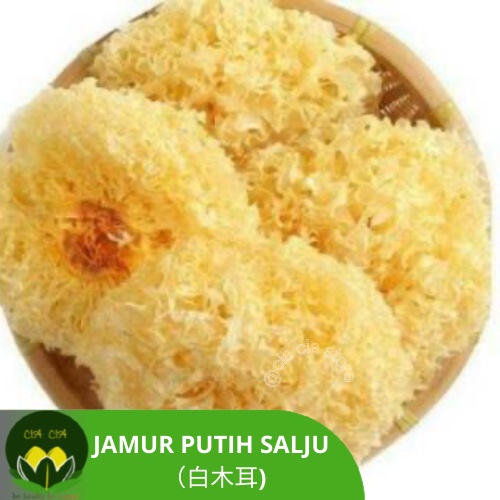 Jual Jamur Es Jamur Salju Pek Bong Ni Bai Mu Er Jamur Putih