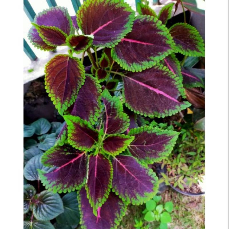 Jual SERBA 5 RIBU MIYANA#TANAMAN HIAS MIANA | Shopee Indonesia