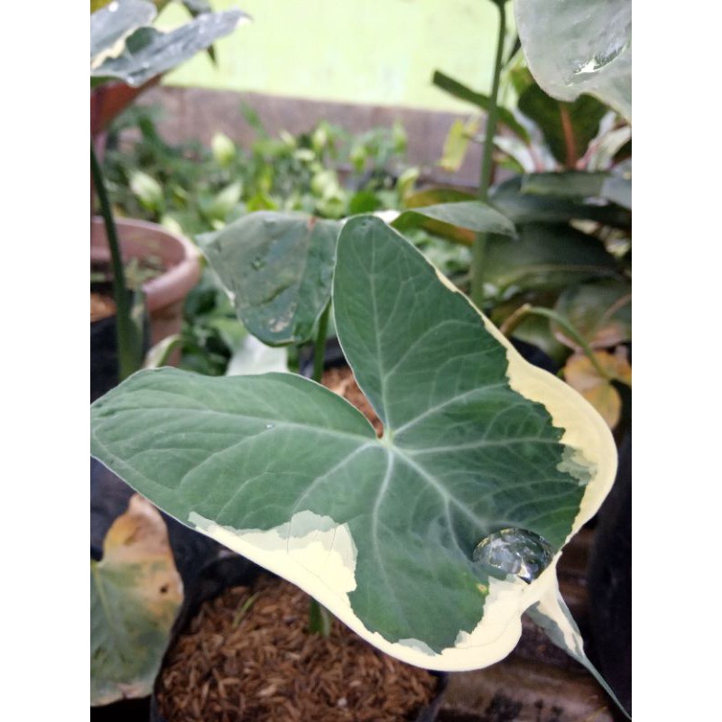 Jual Keladi/Caladium Tikus Besar (t: 20-25cm) | Shopee Indonesia