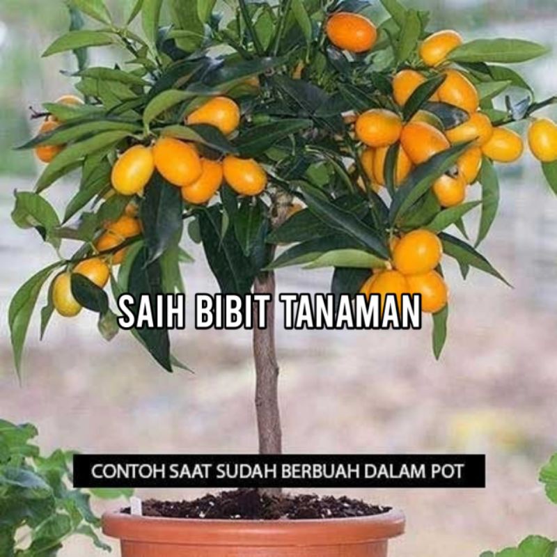 Jual Bibit Jeruk Nagami Okulasi Cepat Berbuah Bisa Di Taruh Pot