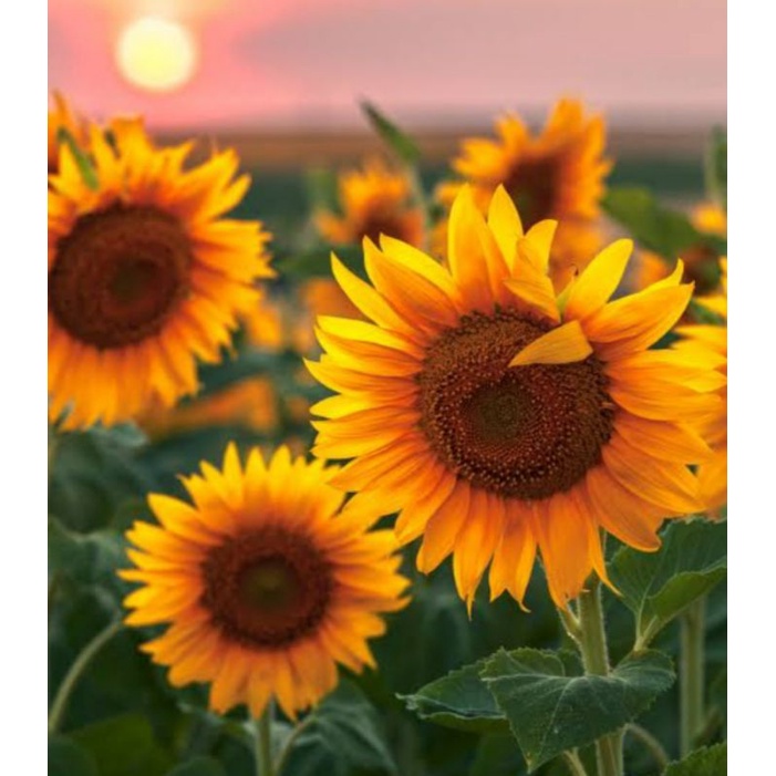 Jual 15 biji benih bunga matahari sun flower mongolia super jumbo ...