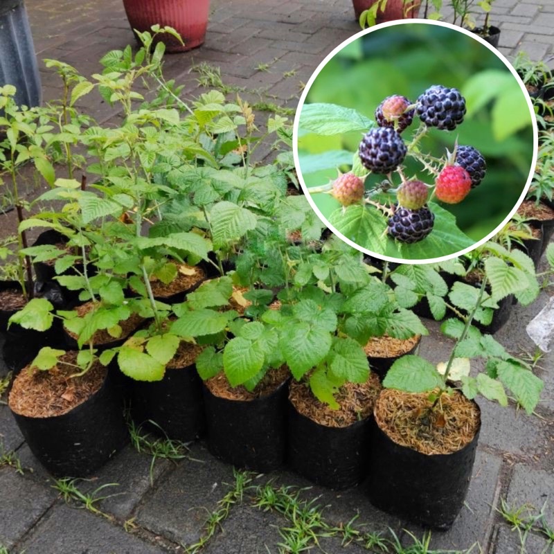Jual Bibit Tanaman Buah Black Raspberry Raspberries Import Rasberi ...