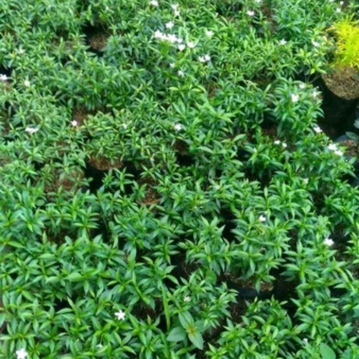 Jual tanaman hias rembosa mini - tanaman hias | Shopee Indonesia