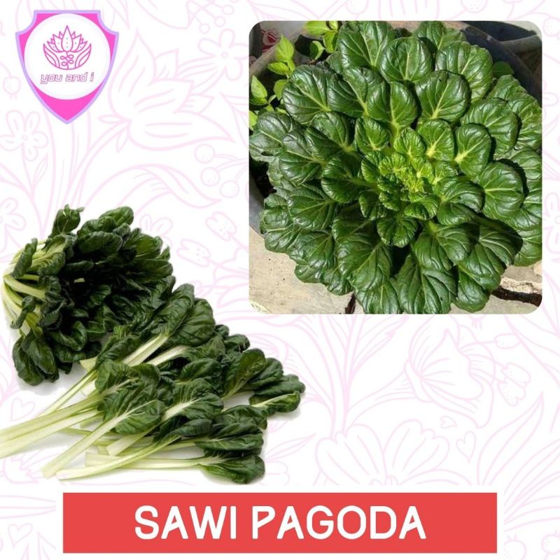 Jual Sawi Pagoda [isi 20] Benih Tatsoi Ta Ke Cai Biji Sayur Shopee