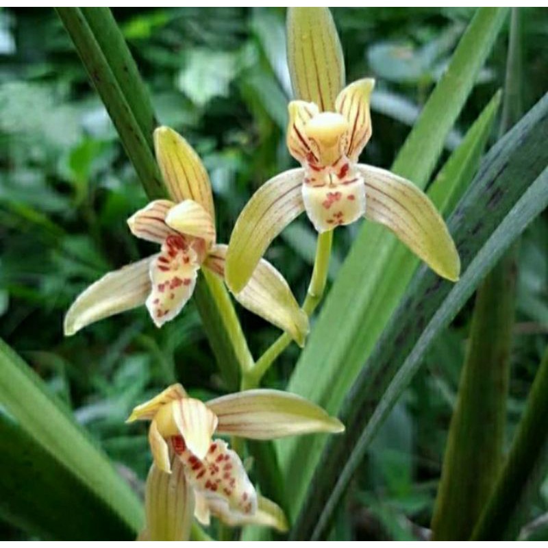 Jual cymbidium ensyfolium rumpun isi 3 plant dewasa siap bunga anggrek ...
