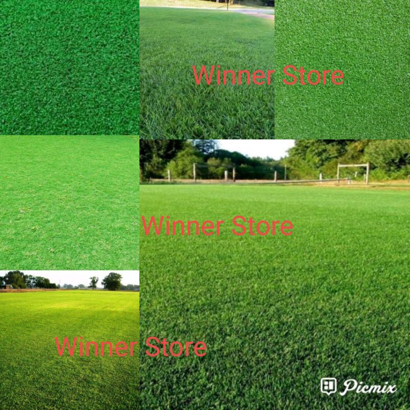 Jual Bibit Benih Rumput Manila Zoysia Matrella Butir Shopee Indonesia