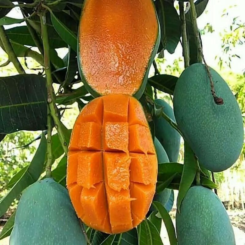 Bibit Mangga Arum Manis siap berbunga Hasil okulasi dengan siap berbuah Cocok di Tanam di Pot/Tabulampot