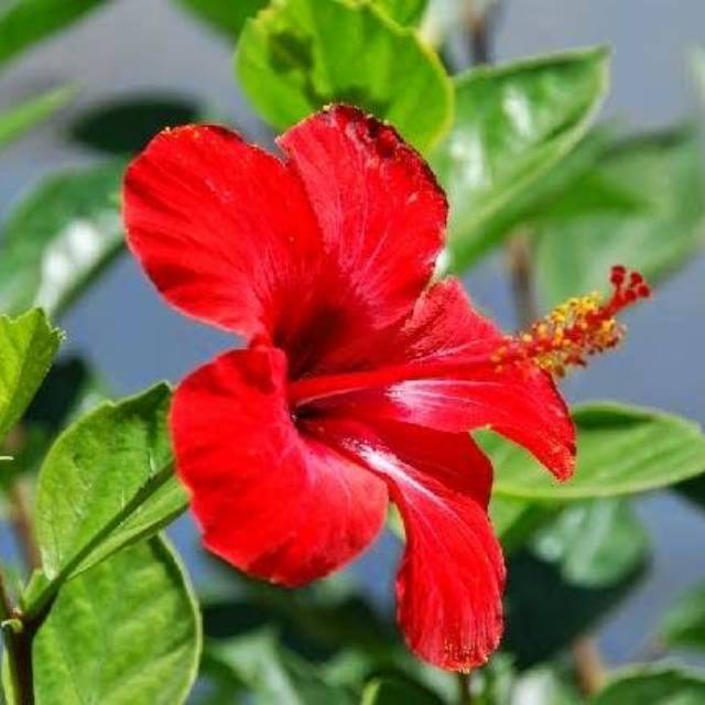 Kembang Sepatu (Hibiscus rosa-sinensis): Potensi Herbal untuk Mengatasi Batuk dan Sariawan