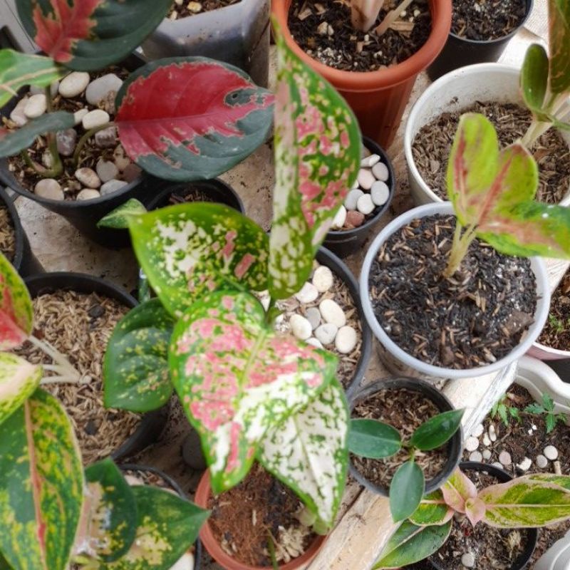 Jual Aglonema tanaman hias tri color/trhee colour aglaonema | Shopee ...